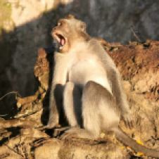 Monkeys on Mount Batur